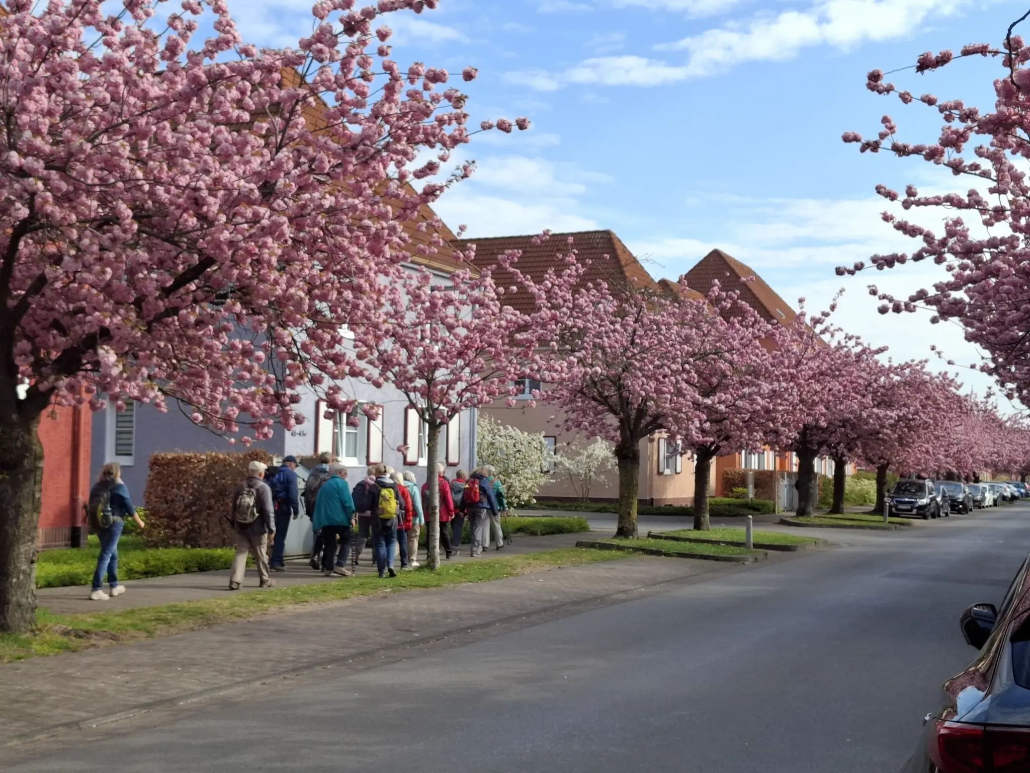 Kirschbaumblüte und Weser-Lutter-Weg