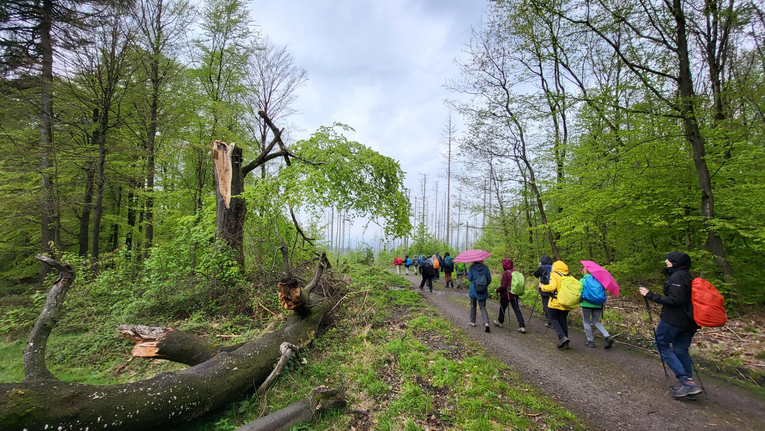 An der Passade zum Lemgoer Stadtwald