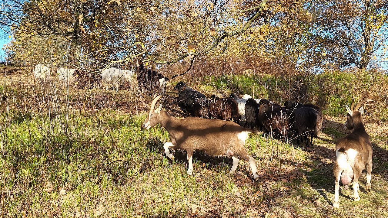 Über die Bergheiden im Teuto Über die Bergheiden im Teuto